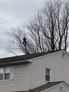 Deadwood removal Montgomery County