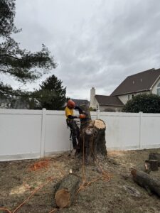 Aesthetic tree shaping Warrington PA