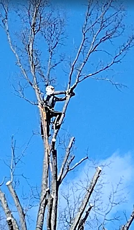 Arborist performing goal-oriented pruning using the C.A.S.H. framework