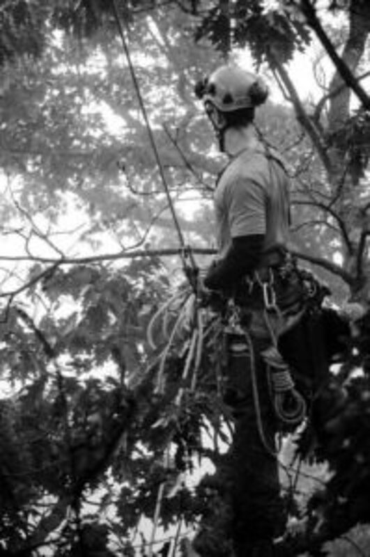 Precision pruning cut on branch collar