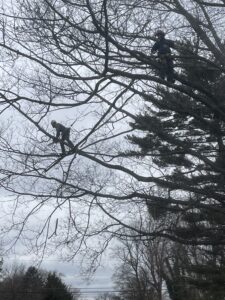 Young tree structural pruning training